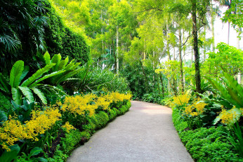 Картинка природа парк аллея кусты цветы деревья