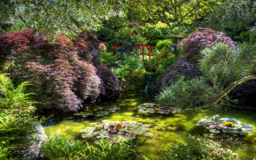 Картинка природа парк пруд кусты водяные цветы