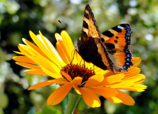 Картинка животные бабочки +мотыльки +моли чешуекрылые нимфалиды крапивница бабочка август насекомые ульяновской области насекомое лето