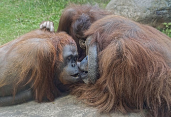 Картинка животные обезьяны личи зоопарк джентон высшие приматы орангутан орангутаны московский млекопитающие мишель борнейские живность обезьяна животный мир