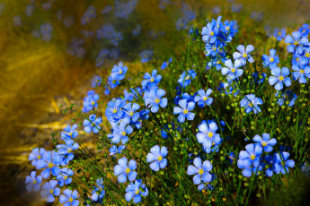 обоя цветы, лён,  ленок, природа, голубые, цветочки