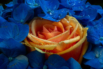 Картинка цветы розы макро жёлтая роза гортензия капли цветки бутон