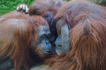Картинка животные обезьяны орангутан орангутаны московский зоопарк обезьяна млекопитающие мишель личи животный мир живность джентон высшие приматы борнейские