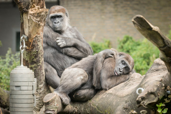 Картинка животные обезьяны зоо природа отдых
