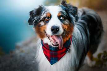Картинка животные собаки австралийская овчарка собака фон радость морда аусси взгляд язык