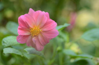 Картинка цветы георгины розовый