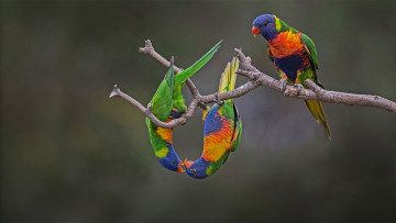 Картинка животные попугаи птица многоцветный лорикет попугай австралия