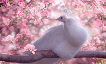 Картинка животные павлины яблоня цветение ветки весна природа павлин птица птицы мира дерево