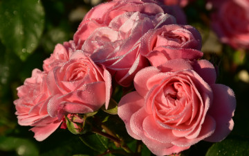 Картинка цветы розы бутоны лепестки капли роса