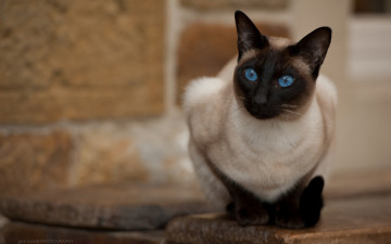 Картинка животные коты голубые глаза взгляд кошка