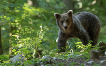 Картинка животные медведи медвежонок медведь лес