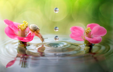 Картинка животные улитки вода макро природа боке улитка цветы капли