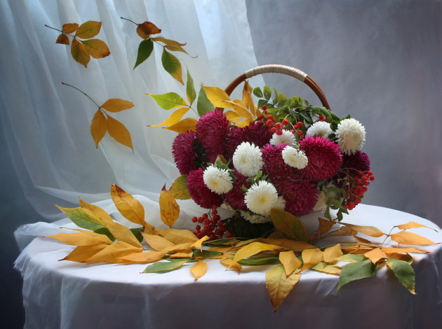 Обои картинки фото цветы, астры, натюрморт, осень, листья, рябина, сентябрь