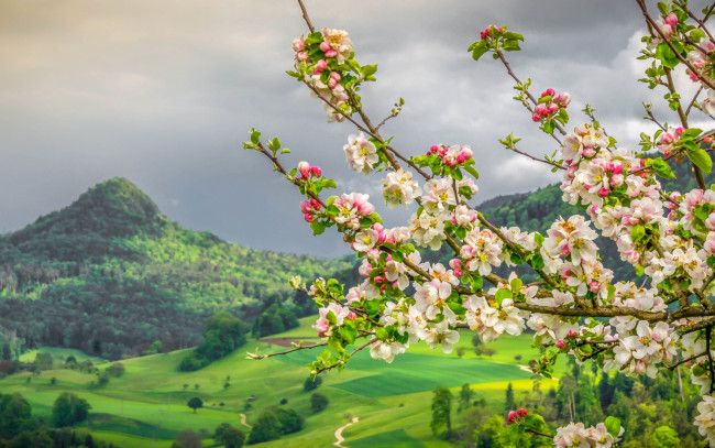 Обои картинки фото цветы, цветущие деревья ,  кустарники, яблоня, цветение, весна, ветки, горы, долина, швейцария
