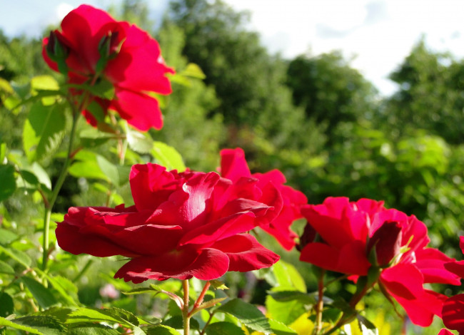 Обои картинки фото цветы, розы, розовые, природа, сад, лето