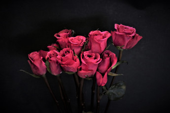 Картинка цветы розы бутоны розовые