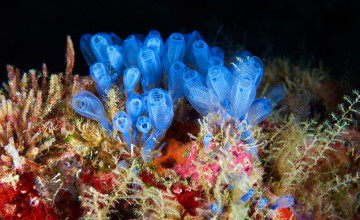 Картинка асцидии+клавеллины животные морская+фауна актинии кораллы