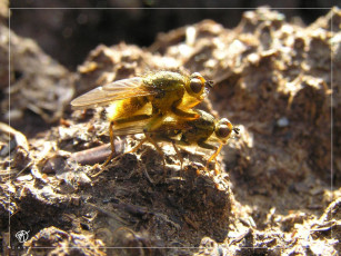 Картинка давайте теперь просто понаблюдаем за этими замечательными жывотными животные пчелы осы шмели