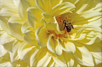 Картинка цветы георгины жёлтый пчела
