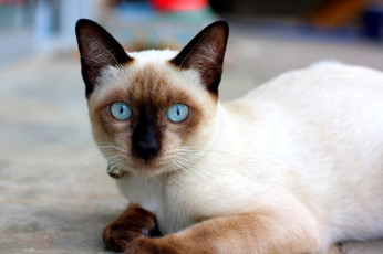 Картинка животные коты глаза сиамский