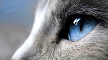 Картинка разное глаза кошка голубой
