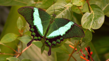 Картинка животные бабочки лето листики зелень