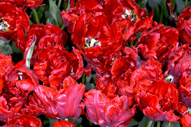 Обои картинки фото цветы, тюльпаны, красный, много, яркий