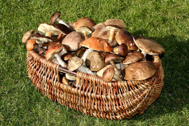 Обои картинки фото еда, грибы, грибные, блюда, шляпки, много, корзинка