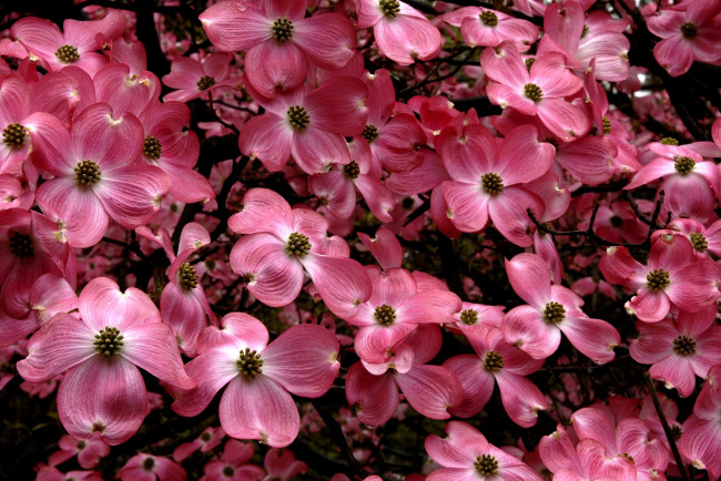 Обои картинки фото кизил, цветы, розовый, много
