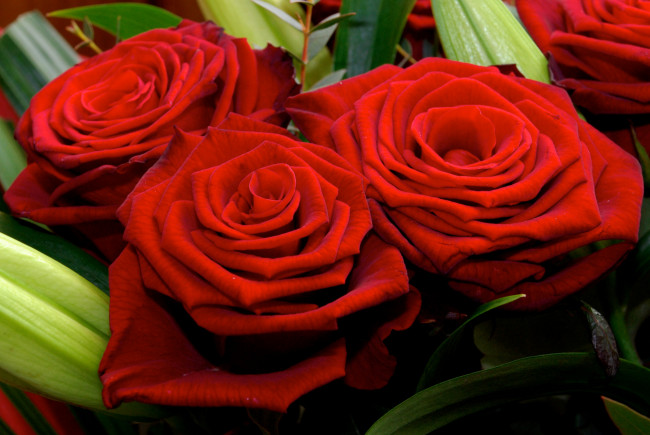 Обои картинки фото цветы, розы, лепестки, листья, красный