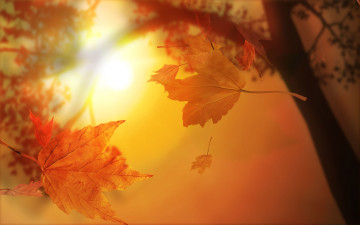 Картинка осенние листья природа клен желтое осень