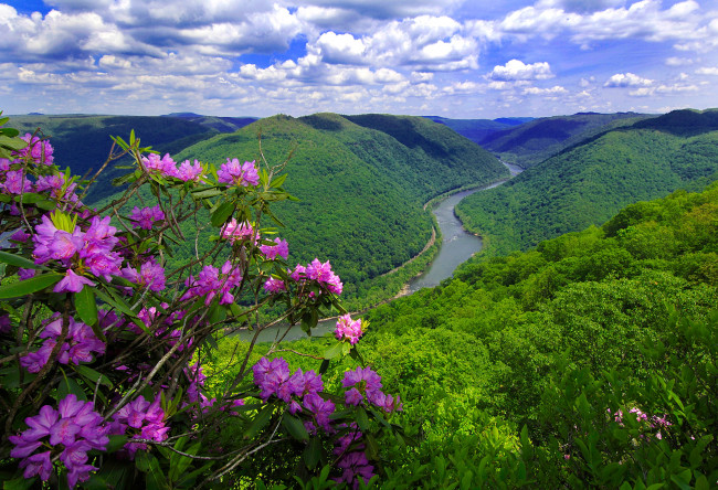 Обои картинки фото river, view, природа, реки, озера, холмы, леса, кустарник, река, цветы, панорама