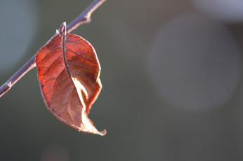 Картинка природа листья осень лист