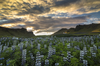 Картинка vik myrdal iceland природа луга i люпины цветы горы исландия вик