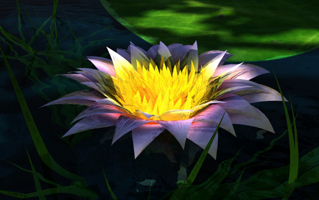Обои картинки фото lotus, 3д, графика, flowers, цветы, листья, лотос, цветок, вода