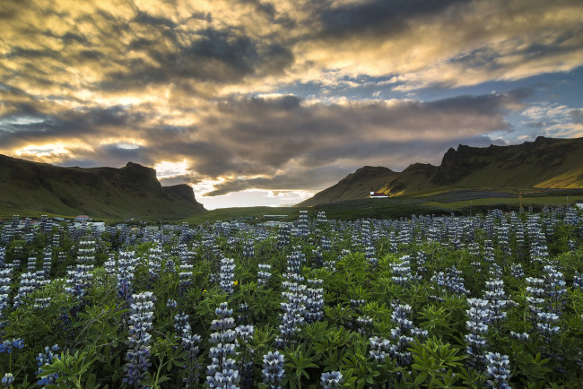 Обои картинки фото vik, myrdal, iceland, природа, луга, i, люпины, цветы, горы, исландия, вик