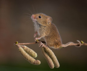 Картинка животные крысы +мыши ветка ольховая мышка