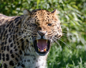 Картинка животные леопарды клыки пасть угроза кошка злость сердитый амурский ярость оскал морда