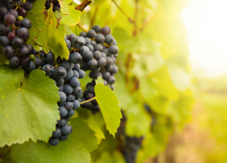 обоя природа, плоды, grapes, leaves, the, vineyard, листва, виноград, грозди, виноградник