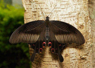 Картинка животные бабочки макро крылья чёрная бабочка