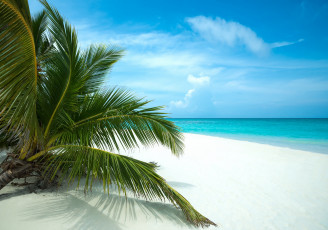 Картинка природа тропики пальмы берег пляж море