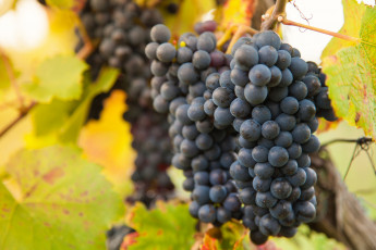 Картинка природа плоды виноград грозди виноградник листва the vineyard grapes leaves
