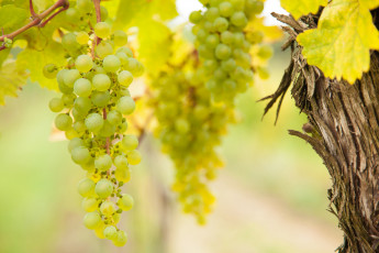 Картинка природа плоды виноградник the vineyard grapes виноград leaves грозди листва