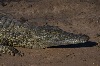 Картинка животные крокодилы дикая природа крокодил песок отдыхает