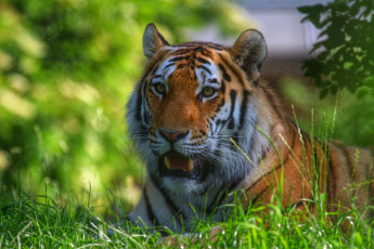 Картинка животные тигры отдых кошка свет лето трава морда