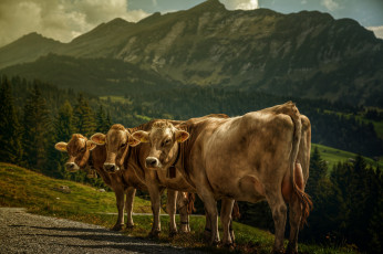 Картинка животные коровы +буйволы бренки
