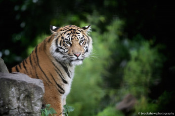 Картинка животные тигры морда хищник молодой