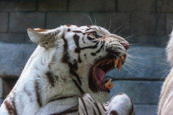 Картинка животные тигры угроза злость ярость рык оскал морда хищник белый клыки пасть ссора