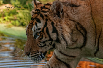 Картинка животные тигры хищник капли вода профиль морда
