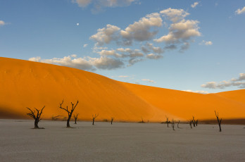 Картинка природа пустыни пустыня песок дерево корявое небо